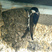 House Martin